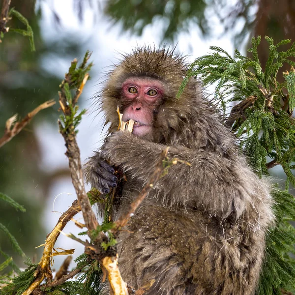 Sneeuw Aap Japanse Makaak Winter Jigokudani Monkey Park Van Nagano — Stockfoto