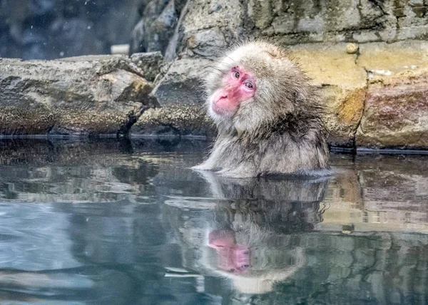 Mono Nieve Macaco Japonés Disfrutó Primavera Caliente Invierno Jigokudani Monkey —  Fotos de Stock