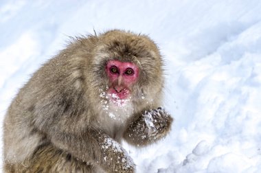 Kar Maymunu (Japon makağı) Japonya 'nın Nagano kentindeki Jigokudani Maymun Parkı' nda kışın sıcağın tadını çıkardı..