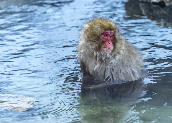 Sneeuwaap Japanse Makaak Genoot Van Hete Lente Winter Jigokudani Monkey — Stockfoto