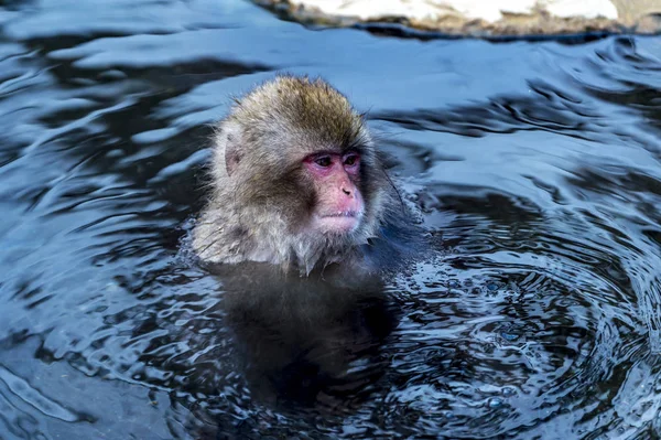 Snöapan Japansk Makak Njöt Den Varma Våren Vintern Jigokudani Monkey — Stockfoto