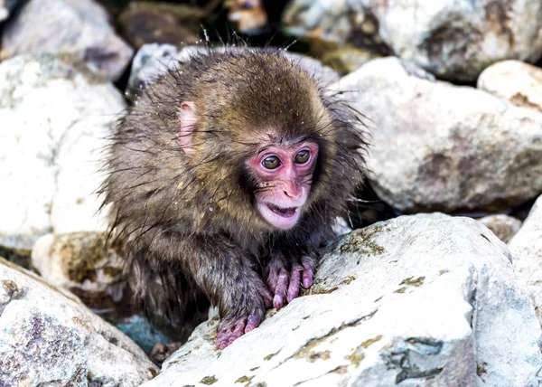 Sneeuwaap Japanse Makaak Genoot Van Hete Lente Winter Jigokudani Monkey — Stockfoto
