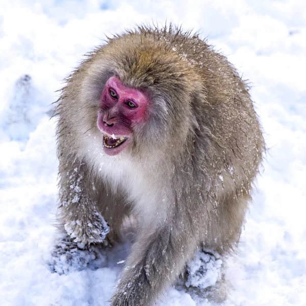 Singe Des Neiges Macaque Japonais Profité Source Chaude Hiver Parc — Photo