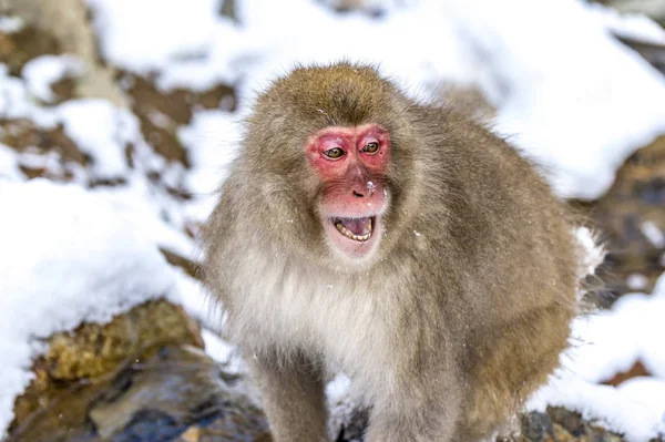 Snöapan Japansk Makak Njöt Den Varma Våren Vintern Jigokudani Monkey — Stockfoto