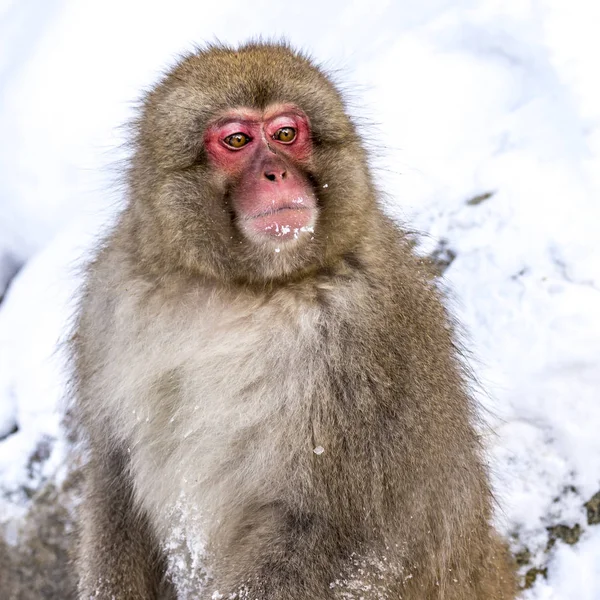 日本长野九谷猴公园的雪猴 日本猕猴 在冬季享受温泉的乐趣 — 图库照片