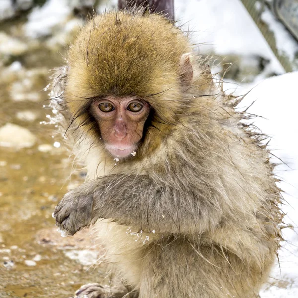 Snöapan Japansk Makak Njöt Den Varma Våren Vintern Jigokudani Monkey — Stockfoto