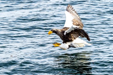 Japon Hokkaido, Shiretoko 'daki Rausu yakınlarında uçan avcı deniz kartalı..