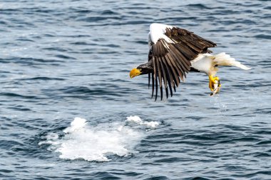Japon Hokkaido, Shiretoko 'daki Rausu yakınlarında uçan avcı deniz kartalı..