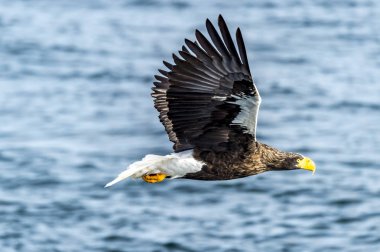 Japon Hokkaido, Shiretoko 'daki Rausu yakınlarında uçan avcı deniz kartalı..