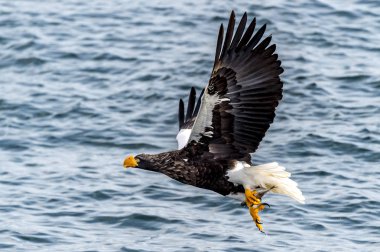 Japon Hokkaido, Shiretoko 'daki Rausu yakınlarında uçan avcı deniz kartalı..