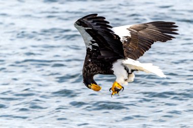 Japon Hokkaido, Shiretoko 'daki Rausu yakınlarında uçan avcı deniz kartalı..