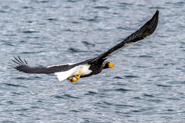 Japon Hokkaido, Shiretoko 'daki Rausu yakınlarında uçan avcı deniz kartalı..