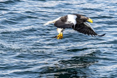 Japon Hokkaido, Shiretoko 'daki Rausu yakınlarında uçan avcı deniz kartalı..