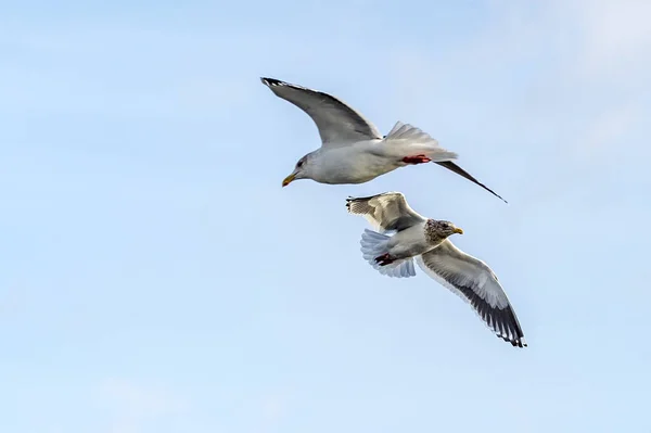 北海道知床の羅臼近くの空飛ぶ捕食動物 — ストック写真
