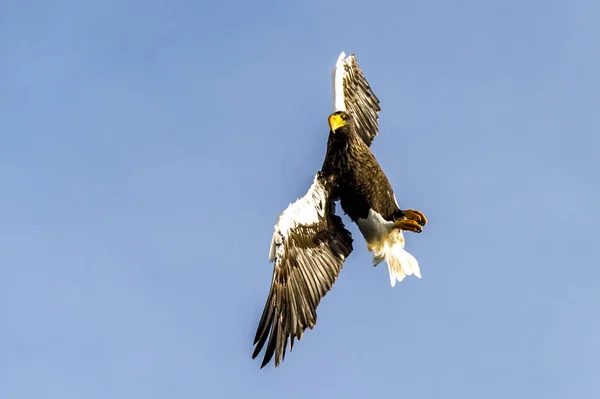 Flying Predatory Stellers Aigle Mer Près Rausu Shiretoko Hokkaido Japon — Photo