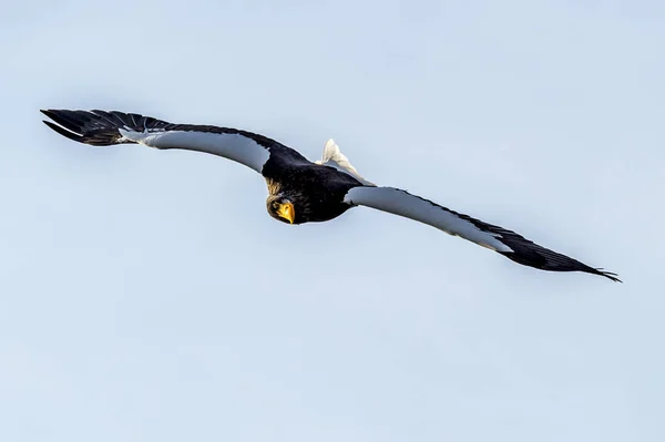 Flying Predatory Stellers Sea Eagle Rausu Shiretoko Hokkaido Japan — Stock Photo, Image
