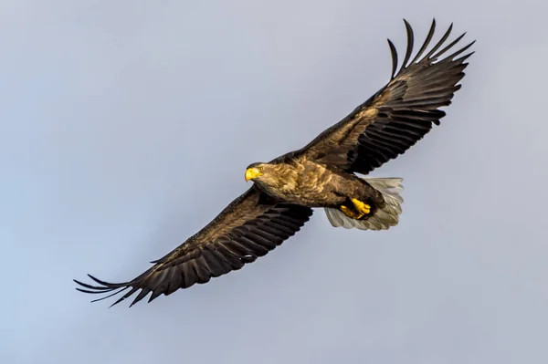 Flying White Talied Sea Eagle Rausu Shiretoko Hokkaido Japan — Stock Photo, Image