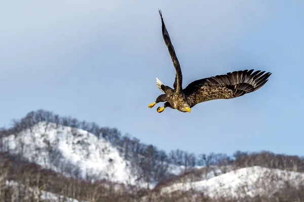 Flying White Talied Sea Eagle Près Rausu Shiretoko Hokkaido Japon — Photo