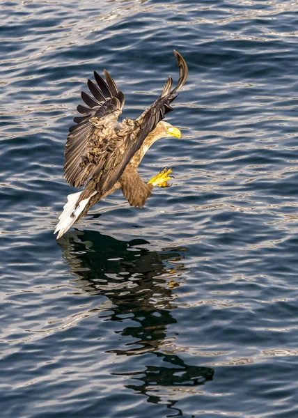 Flying White Talied Sea Eagle Κοντά Στο Rausu Στο Shiretoko — Φωτογραφία Αρχείου