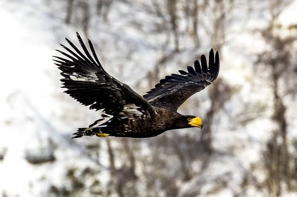 Flying Predatory Stellers Sea Eagle Rausu Shiretoko Hokkaido Japan — Stock Photo, Image