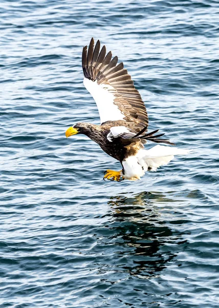 Flyvende Rovdyr Stellers Havørn Nær Rausu Shiretoko Japans Hokkaido - Stock-foto