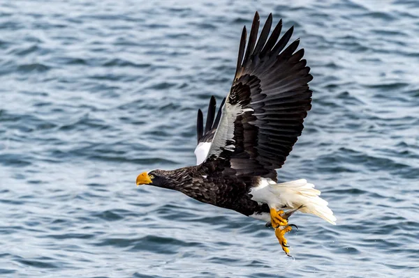 Predador Voador Stellers Sea Eagle Perto Rausu Shiretoko Hokkaido Japão — Fotografia de Stock