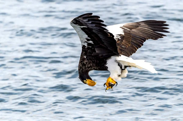Flying Predatory Stellers Θαλάσσιος Αετός Κοντά Στο Rausu Στο Shiretoko — Φωτογραφία Αρχείου