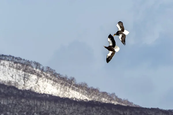 Flying Predatory Stellers Sea Eagle Dekat Rausu Shiretoko Hokkaido Dari — Stok Foto