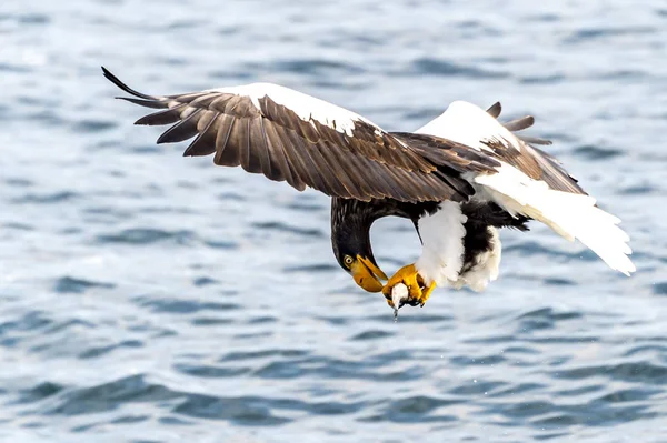 Flying Predatory Stellers Θαλάσσιος Αετός Κοντά Στο Rausu Στο Shiretoko — Φωτογραφία Αρχείου