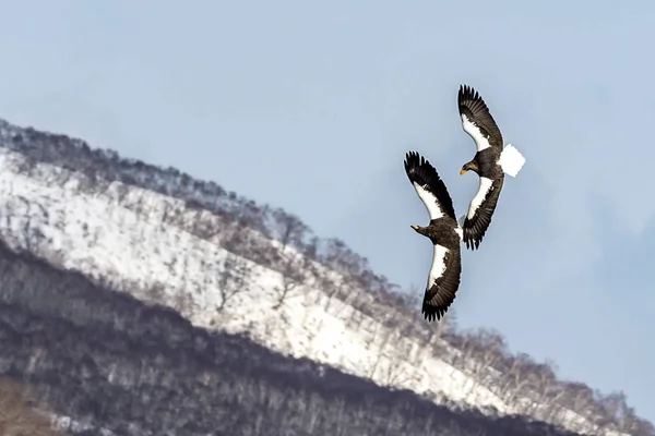 Flying Predatory Stellers Aigle Mer Près Rausu Shiretoko Hokkaido Japon — Photo