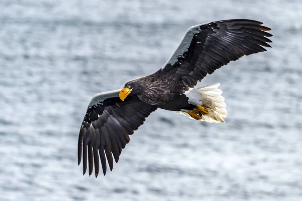 Flying Predatory Stellers Θαλάσσιος Αετός Κοντά Στο Rausu Στο Shiretoko — Φωτογραφία Αρχείου