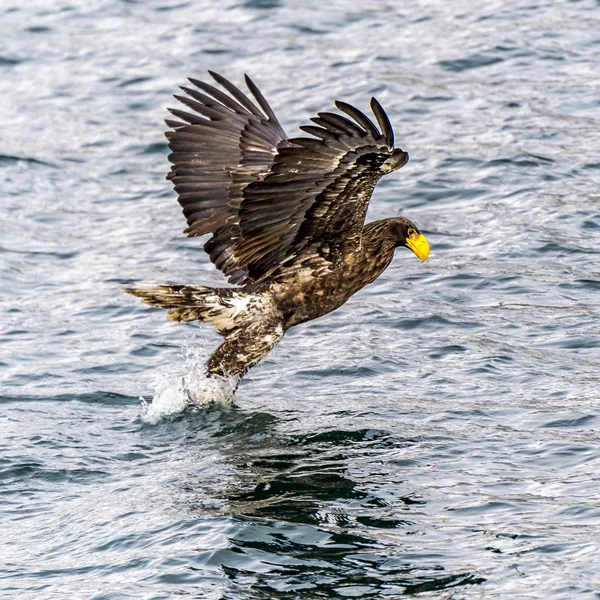 Predador Voador Stellers Sea Eagle Perto Rausu Shiretoko Hokkaido Japão — Fotografia de Stock