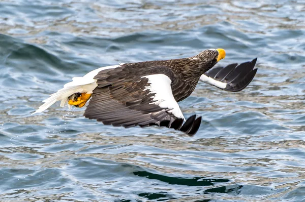 Predador Voador Stellers Sea Eagle Perto Rausu Shiretoko Hokkaido Japão — Fotografia de Stock