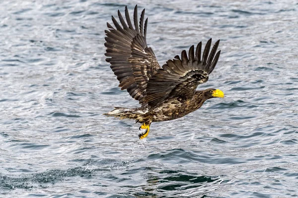 Predador Voador Stellers Sea Eagle Perto Rausu Shiretoko Hokkaido Japão — Fotografia de Stock