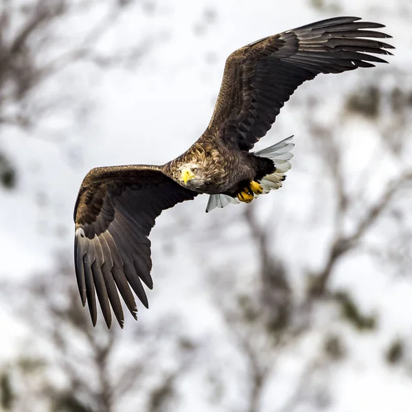 Der Fliegende Seeadler Bei Rausu Shiretoko Hokkaido Japan — Stockfoto