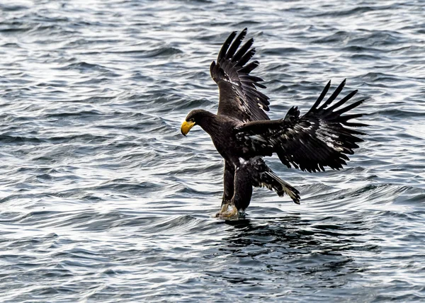 Predador Voador Stellers Sea Eagle Perto Rausu Shiretoko Hokkaido Japão — Fotografia de Stock