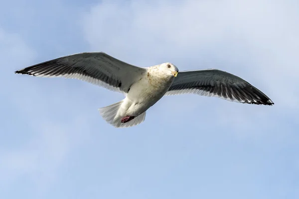 Les Mouettes Prédatrices Volantes Près Rausu Shiretoko Hokkaido Japon — Photo