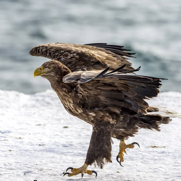 Águia Voadora Branco Talied Mar Perto Rausu Shiretoko Hokkaido Japão — Fotografia de Stock