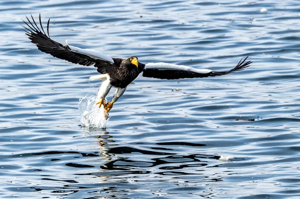 北海道知床の羅臼近くの空飛ぶ捕食動物のワシ — ストック写真