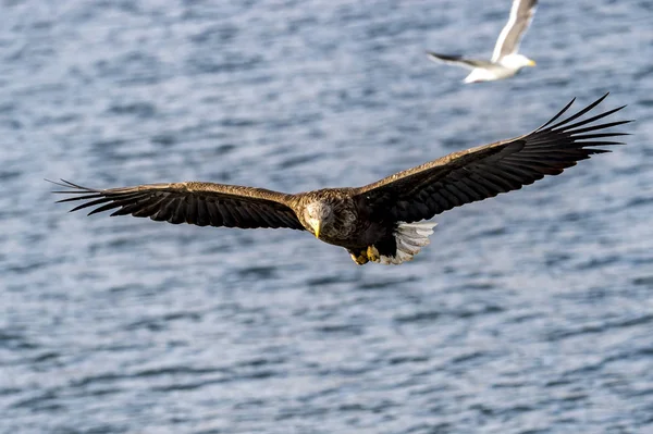 Flying White Talied Sea Eagle Κοντά Στο Rausu Στο Shiretoko — Φωτογραφία Αρχείου