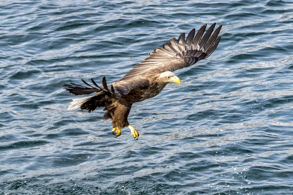 Águia Voadora Branco Talied Mar Perto Rausu Shiretoko Hokkaido Japão — Fotografia de Stock