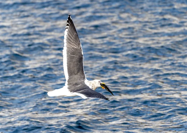 Les Mouettes Prédatrices Volantes Près Rausu Shiretoko Hokkaido Japon — Photo