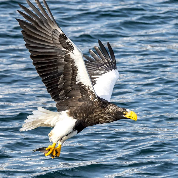 Flying Predatory Stellers Θαλάσσιος Αετός Κοντά Στο Rausu Στο Shiretoko — Φωτογραφία Αρχείου