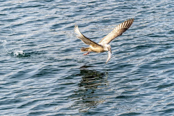 Flying Predatory Seagulls Rausu Shiretoko Hokkaido Japan — Stock Photo, Image