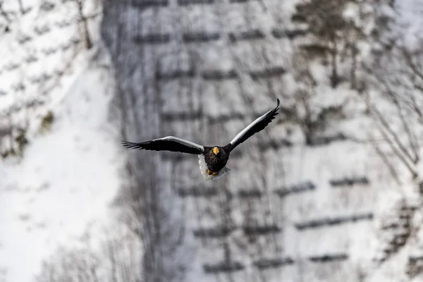 Flying Predatory Stellers Aigle Mer Près Rausu Shiretoko Hokkaido Japon — Photo