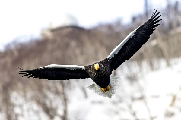 Flying Predatory Stellers Aigle Mer Près Rausu Shiretoko Hokkaido Japon — Photo