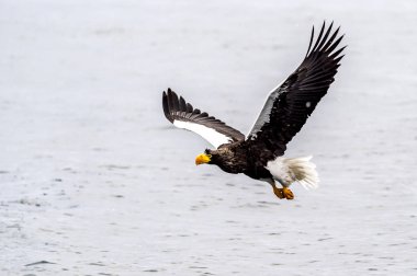 Japon Hokkaido, Shiretoko 'daki Rausu yakınlarında kardaki yırtıcı Steller Deniz Kartalı..