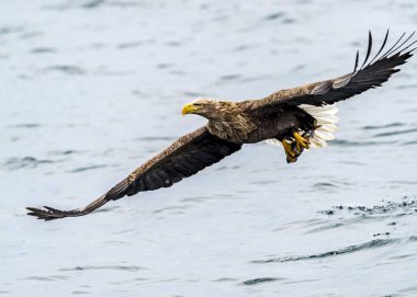 Japon Hokkaido, Shiretoko 'da, Rausu yakınlarında karların üzerinde beyaz taletli Deniz Kartalı..