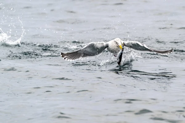 Predatory Seagulls Snow Rausu Shiretoko Hokkaido Japan — Stock Photo, Image