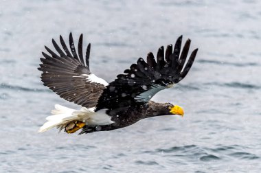 Japon Hokkaido, Shiretoko 'daki Rausu yakınlarında kardaki yırtıcı Steller Deniz Kartalı..